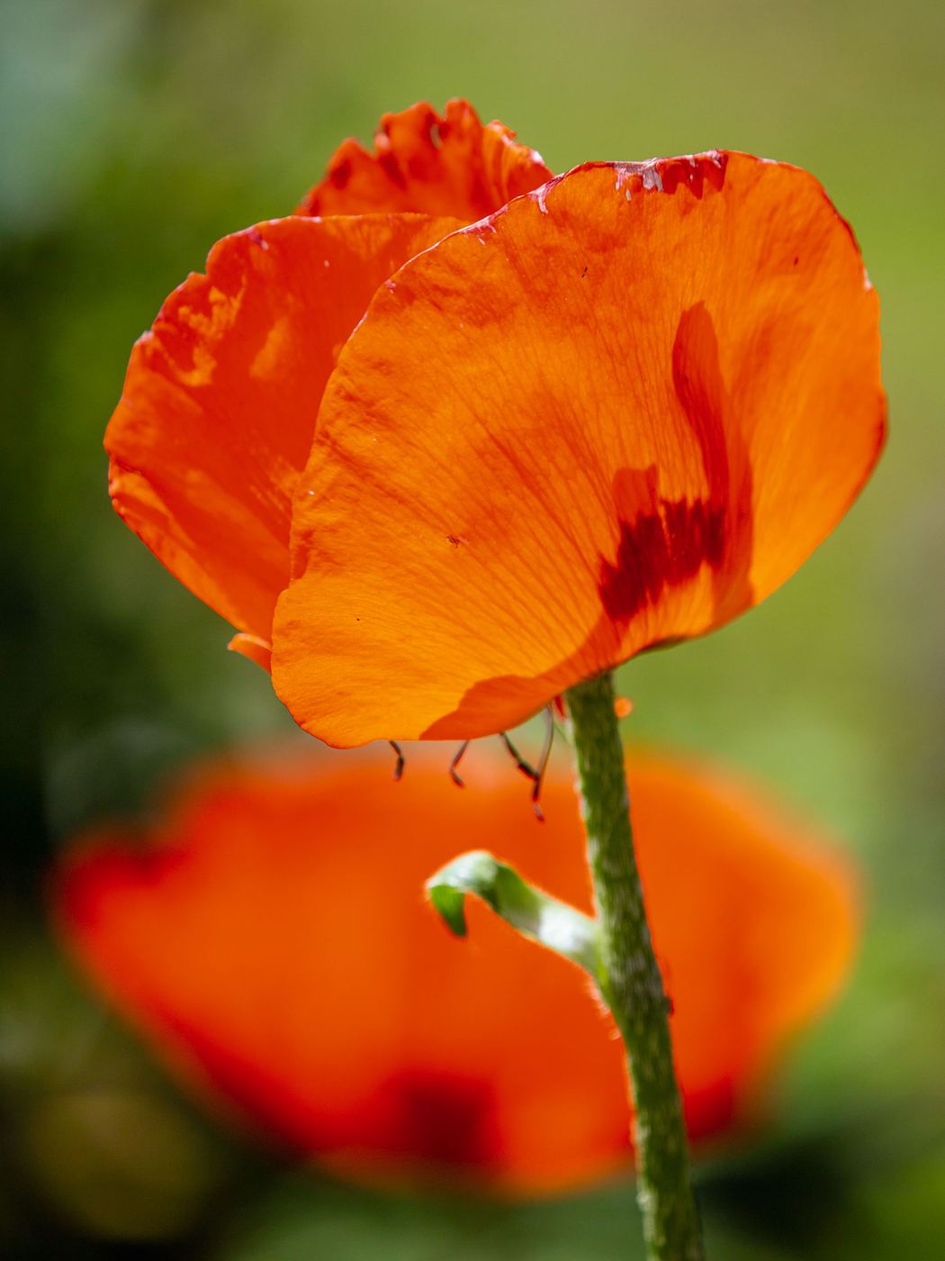 Famille Jego : coquelicot