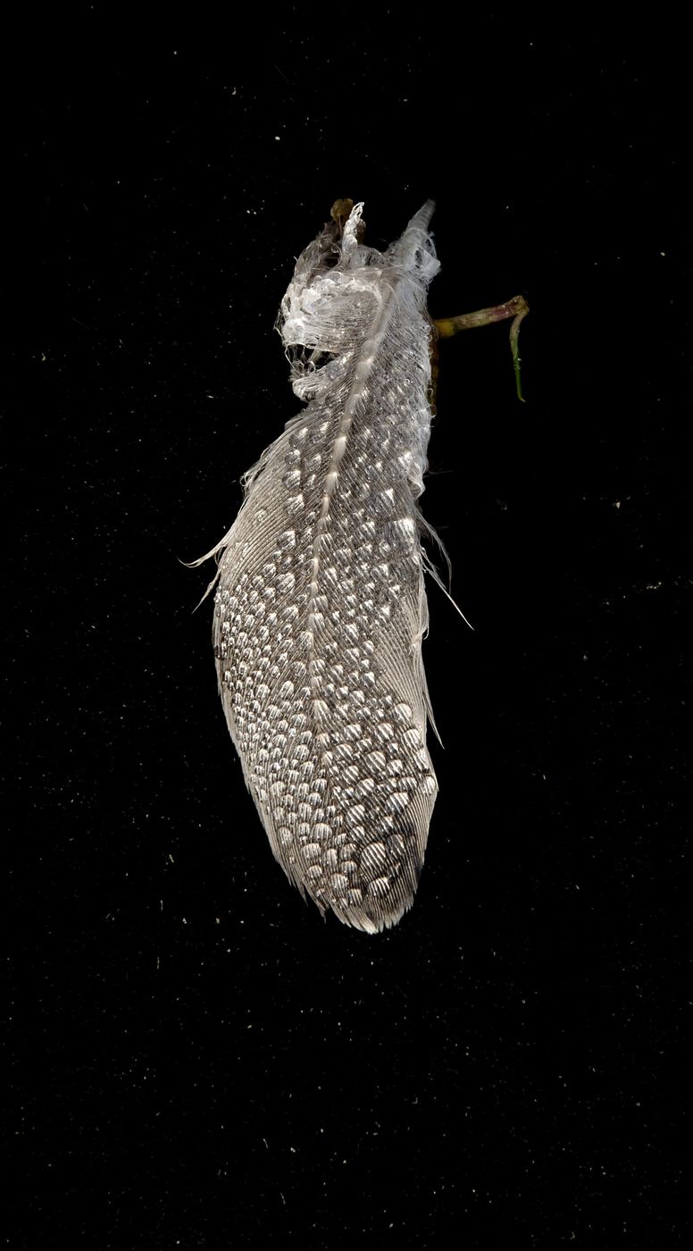 Kerguéhennec 6517